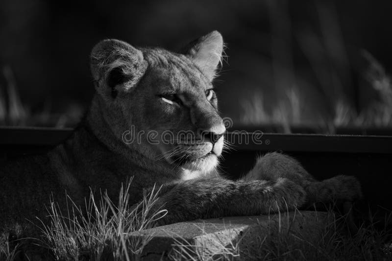 Mono close up of lion lying by railway immagini stock libere da diritti