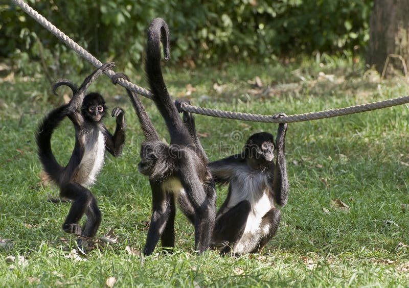 A gang of monkeys to the rope swing. A gang of monkeys to the rope swing