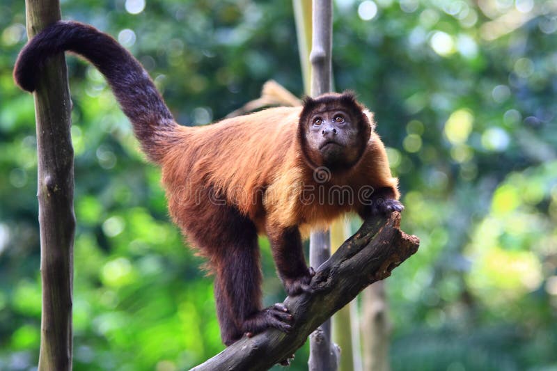 Howler monkeys (genus Alouatta monotypic in subfamily Alouattinae) are among the largest of the New World monkeys. Nine species are currently recognised. Howler monkeys (genus Alouatta monotypic in subfamily Alouattinae) are among the largest of the New World monkeys. Nine species are currently recognised.