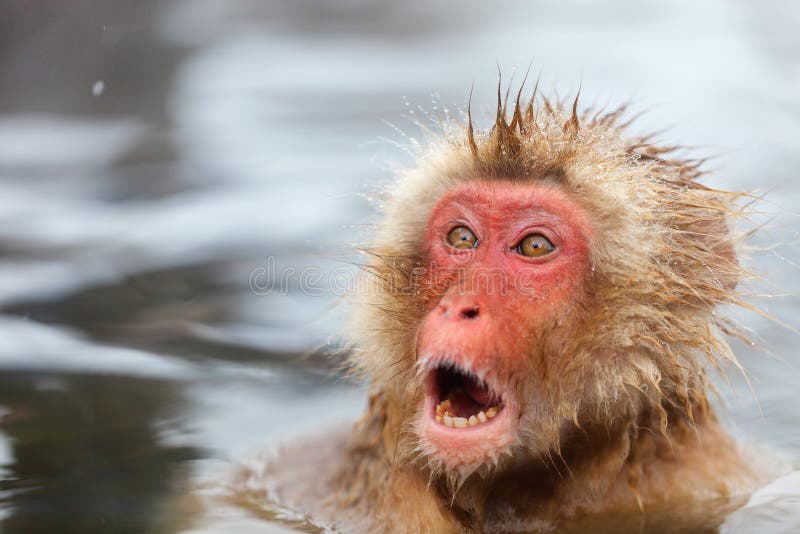 Snow Monkey Japanese Macaques bathe in onsen hot springs at Nagano, Japan. Snow Monkey Japanese Macaques bathe in onsen hot springs at Nagano, Japan