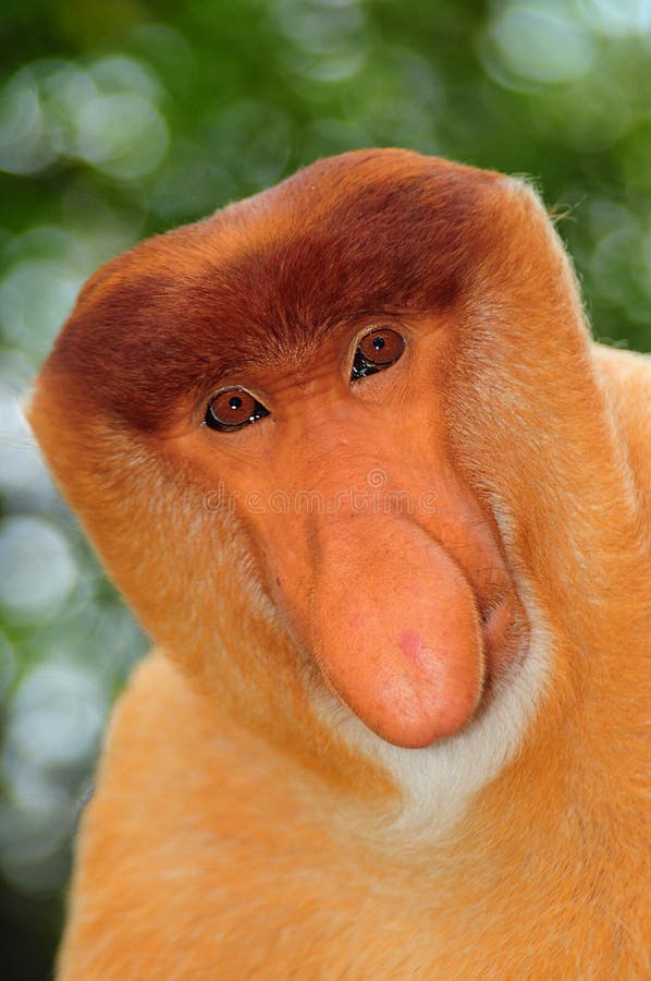 The proboscis monkeys are best known for the long noses of the males, which are thought to be related to mating in order to attract females. The proboscis monkeys are best known for the long noses of the males, which are thought to be related to mating in order to attract females.