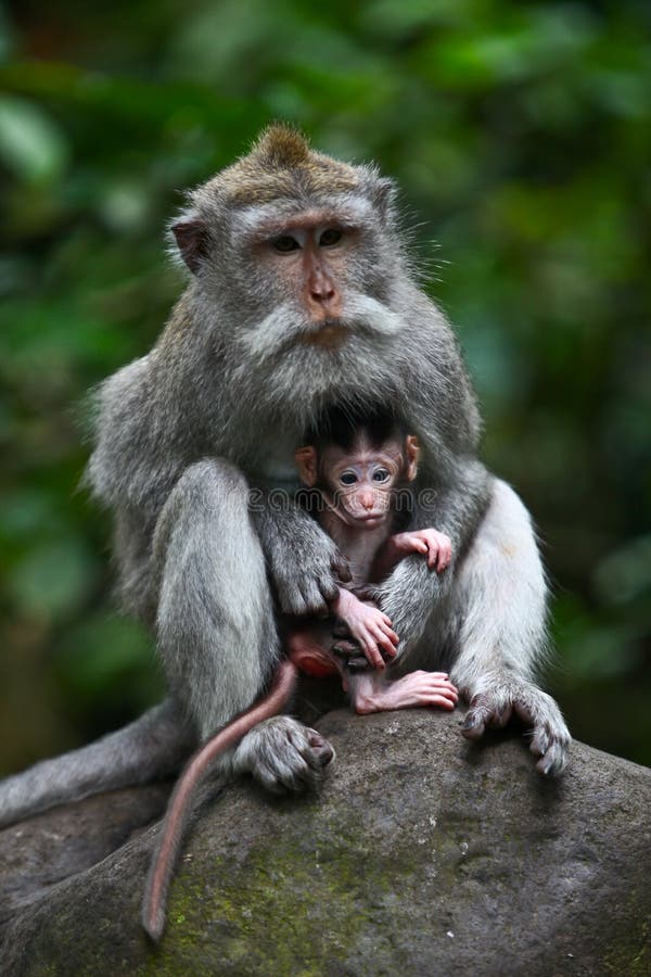 Mother protecting baby monkey macaque. Mother protecting baby monkey macaque
