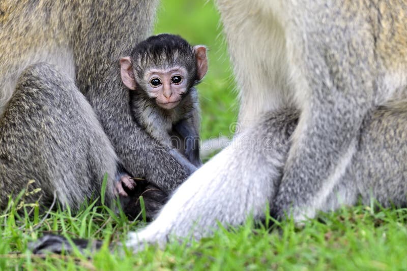 Download Mono de Vervet imagen de archivo. Imagen de primates - 44851929