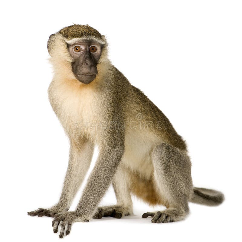 Mono de Vervet - pygerythrus de Chlorocebus