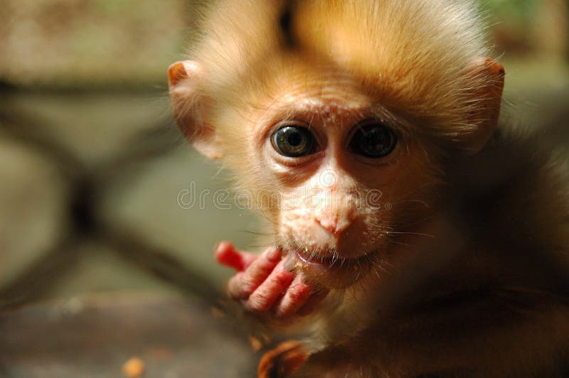 Baby monkey in cage in Thailand. Baby monkey in cage in Thailand.