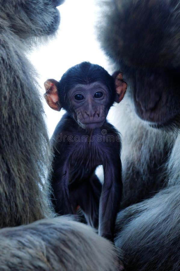 Cute baby macaque monkey in middle of parents. Cute baby macaque monkey in middle of parents.