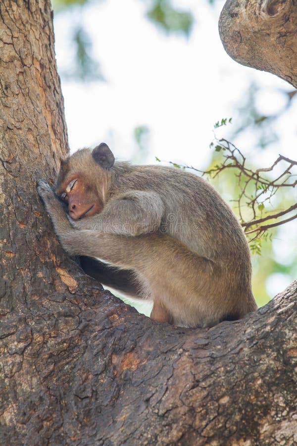 Mono el dormir en árbol foto de archivo. Imagen de salvaje