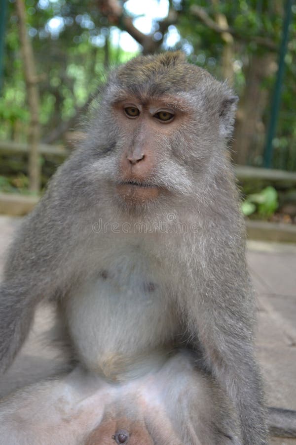 Monkey animals at sacral Monkey's Forest in Ubud (Bali, Indonesia). Natural detailed views of animals. Monkey animals at sacral Monkey's Forest in Ubud (Bali, Indonesia). Natural detailed views of animals.