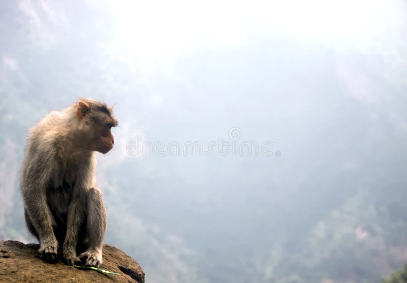 Mono en un abismo, la India