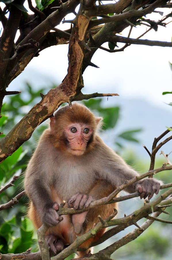 Young Monkey on the tree in Hong Kong. Young Monkey on the tree in Hong Kong