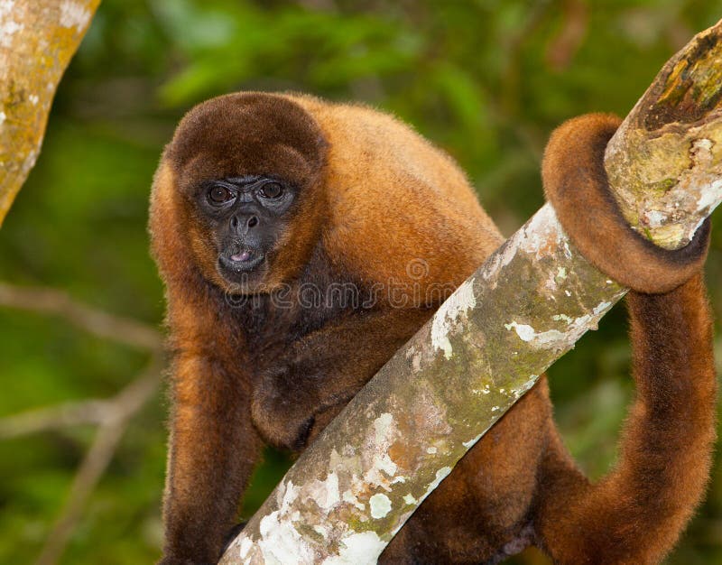 A curious Brown Wooly Monkey (Lagothrix lagotricha) watches hidden behind a tree at the amazon river in northern Peru. A curious Brown Wooly Monkey (Lagothrix lagotricha) watches hidden behind a tree at the amazon river in northern Peru.