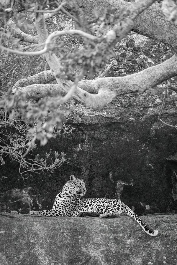 Mono Leopard on Rocky Ledge Looking Back Stock Image Image of leopard