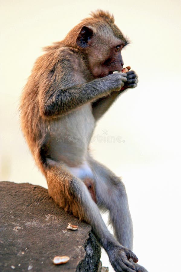 Mono que se sienta en la pared de piedra Animales salvajes de Bali imagen de archivo libre de regalías Mono que se sienta en la pared de piedra Animales salvajes de Bali imagen de archivo libre de regalías