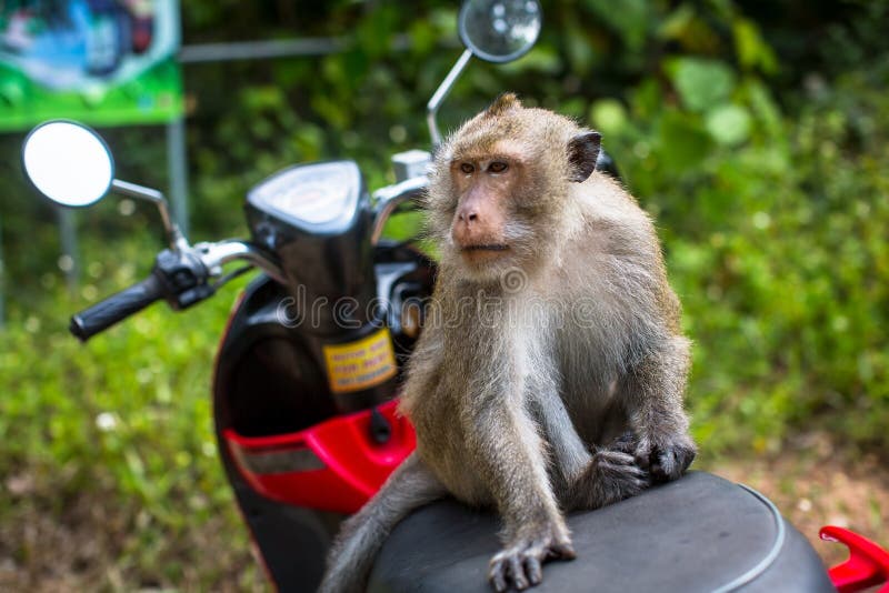 Mono Que Se En Moto Naturaleza de - Imagen de endangered, cubo: 116125485