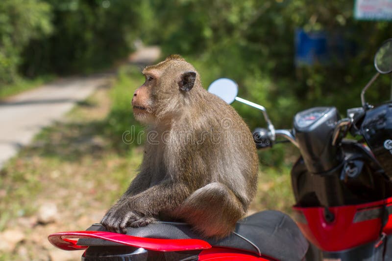 Mono Que Se Sienta Una Moto Viaje Y Turismo En Tailandia Foto de archivo - de verde: 110555876