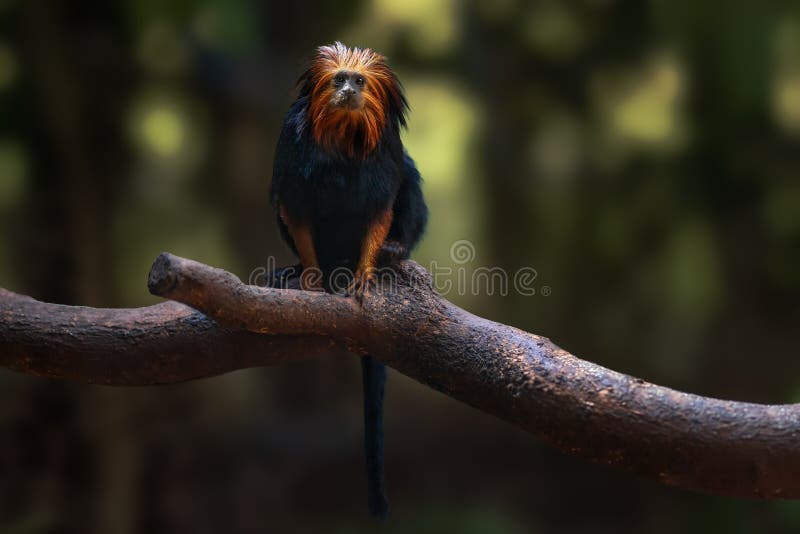 Mono tamarino de león con cabeza de oro. León con cabeza de oro tamarin monkey leontopithecus chrysomelas