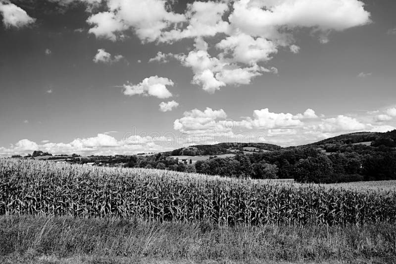 Monochromatisch landschap van Zuid-Bohemen met graangebied en heuvels dichtbij Volyne-stad in Tsjechische republiek op 11 augustu stock foto Monochromatisch landschap van Zuid-Bohemen met graangebied en heuvels dichtbij Volyne-stad in Tsjechische republiek op 11 augustu stock foto