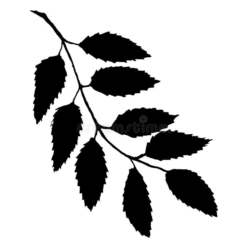 Monochromatycznej czarnej rowan rowanberry liścia gałąź wiązki ashberry jagodowej sylwetki botaniczna ilustracja odizolowywał wek royalty ilustracja Monochromatycznej czarnej rowan rowanberry liścia gałąź wiązki ashberry jagodowej sylwetki botaniczna ilustracja odizolowywał wek royalty ilustracja
