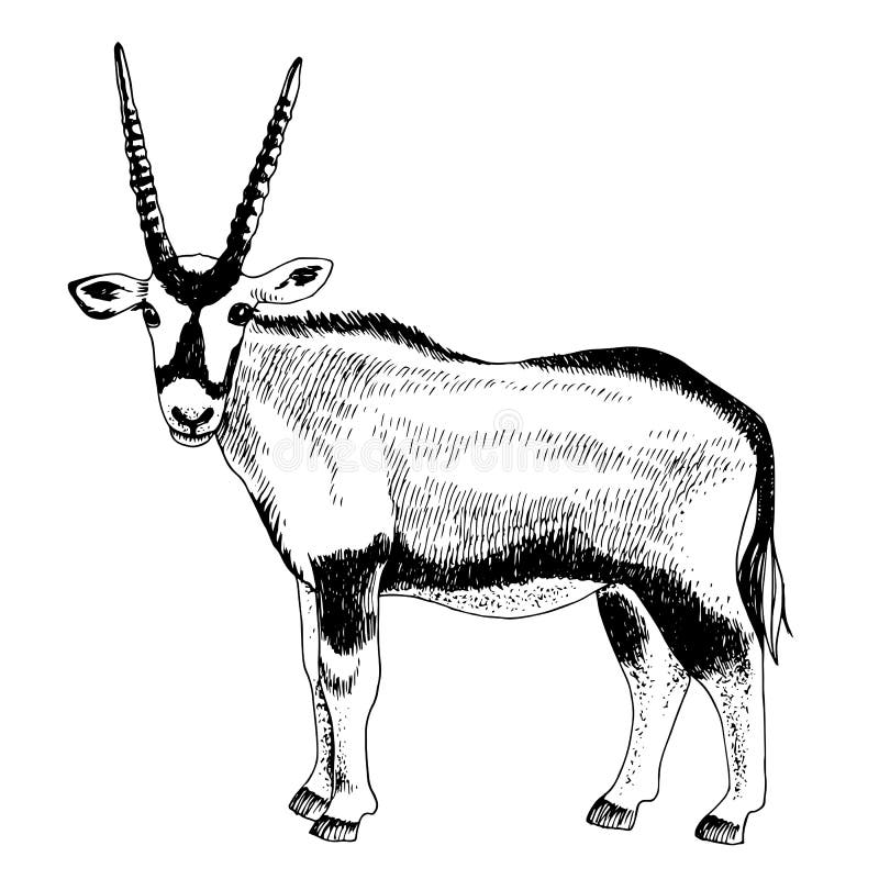 Arabian Oryx Stock Illustrations – 50 Arabian Oryx Stock Illustrations, Vectors & Clipart - Dreamstime Arabian Oryx Stock Illustrations – 50 Arabian Oryx Stock Illustrations, Vectors & Clipart - Dreamstime