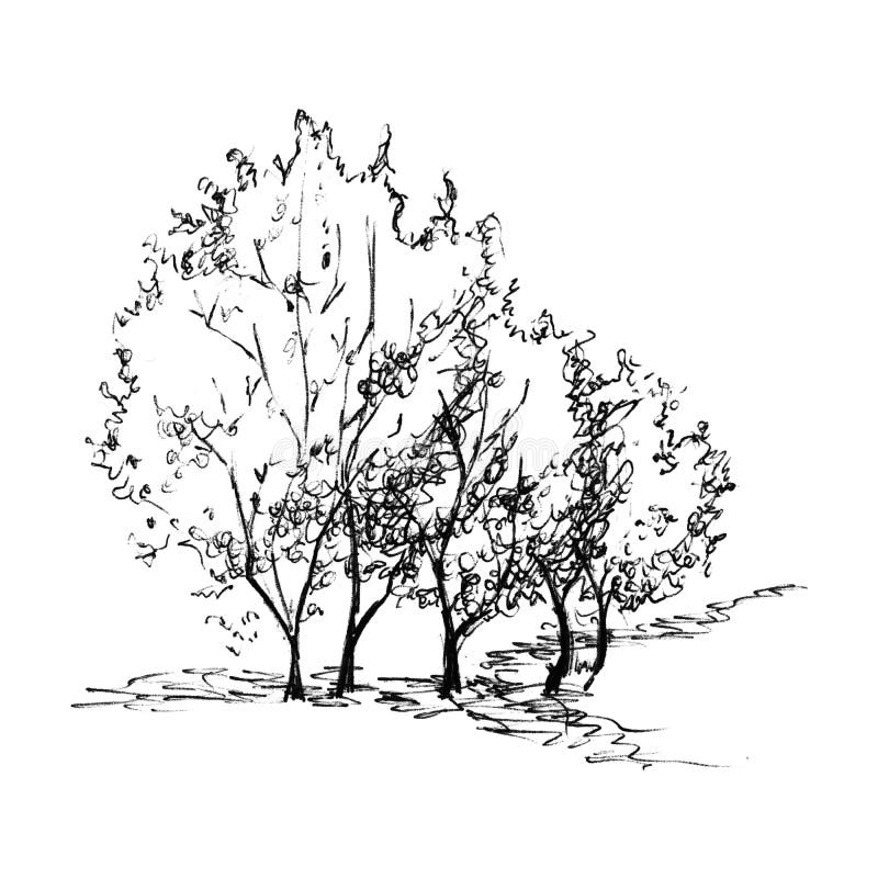 Monochrome Black and White Tree Bush Silhouette Sketched Line Art ...