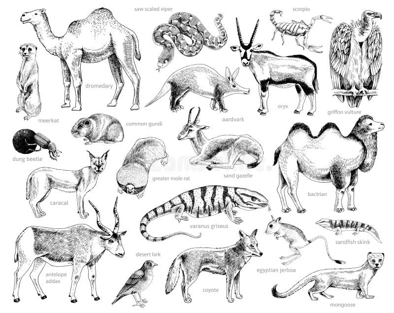 Monochrome Hand Drawn Collection of Desert Animals Stock Vector -  Illustration of ecosystem, camel: 227597672