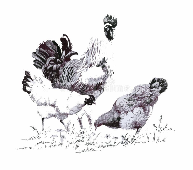 Monochrome illustration of rooster and hens stock illustration