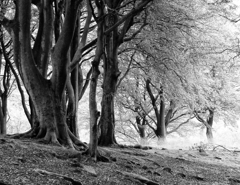 Monochrome image of misty beech woodland with large ancient tree royalty free stock image