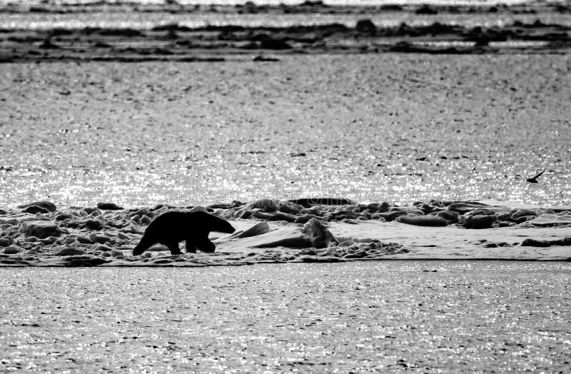 Monochrome image of white polar bear walking on floating ice stock photography