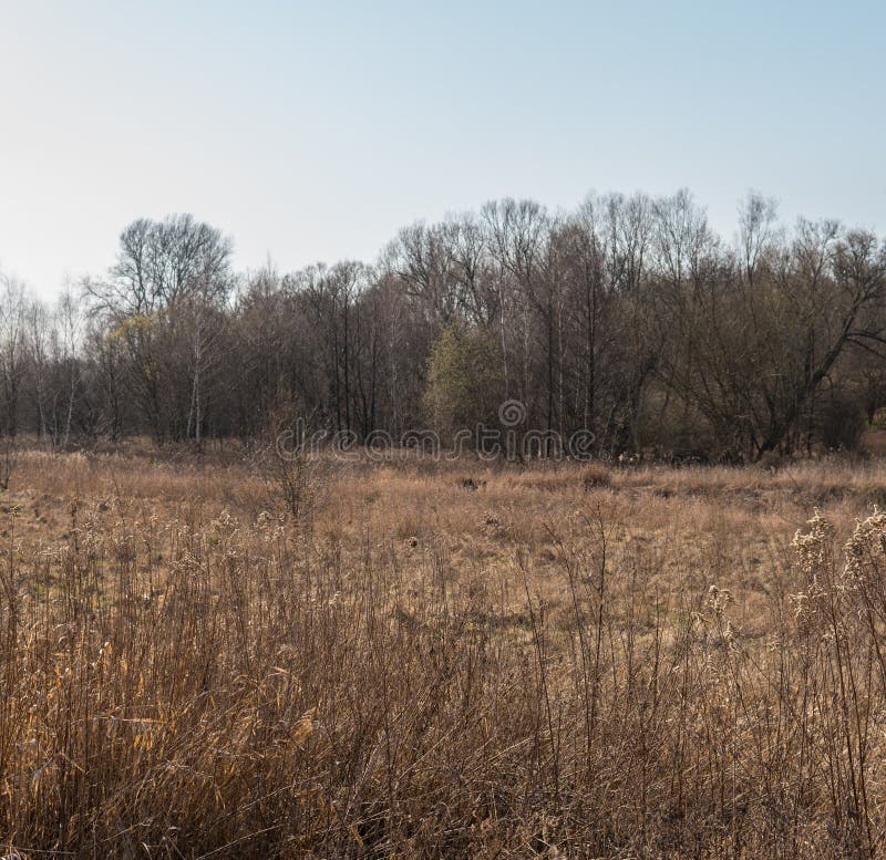 Early Spring Landscape with Dried Grass Stock Image Image of meadow