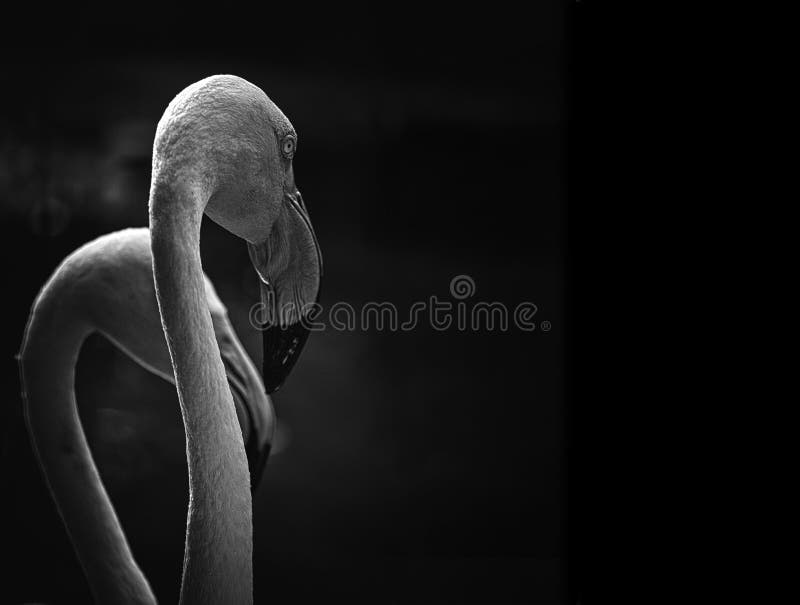 Monochrome protrait Two Flamingo bird dark royalty free stock images Monochrome protrait Two Flamingo bird dark royalty free stock images
