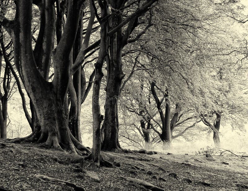 Monochrome sepia image of misty beech woodland with large ancient trees stock photo