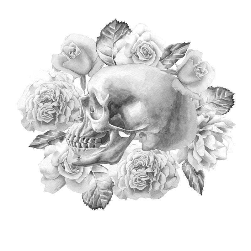 Monochrome Skull and Flowers. Watercolor Illustration. Stock ...