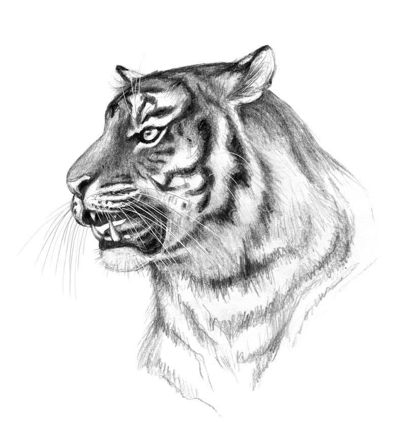 pencil drawings of tigers