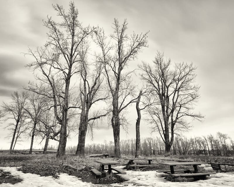 Spooky monochrome tree grove in winter. Overcast grove stock images, royalty-free photos and pictures