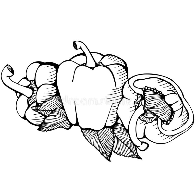 Monochrome Vector Drawing of Paprika Stock Vector Illustration of