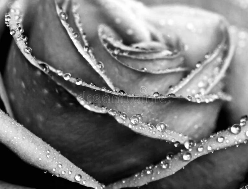 Monochrome wet rose