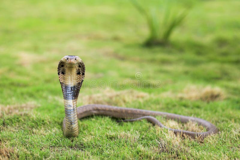 Binocellate cobra hi-res stock photography and images - Alamy