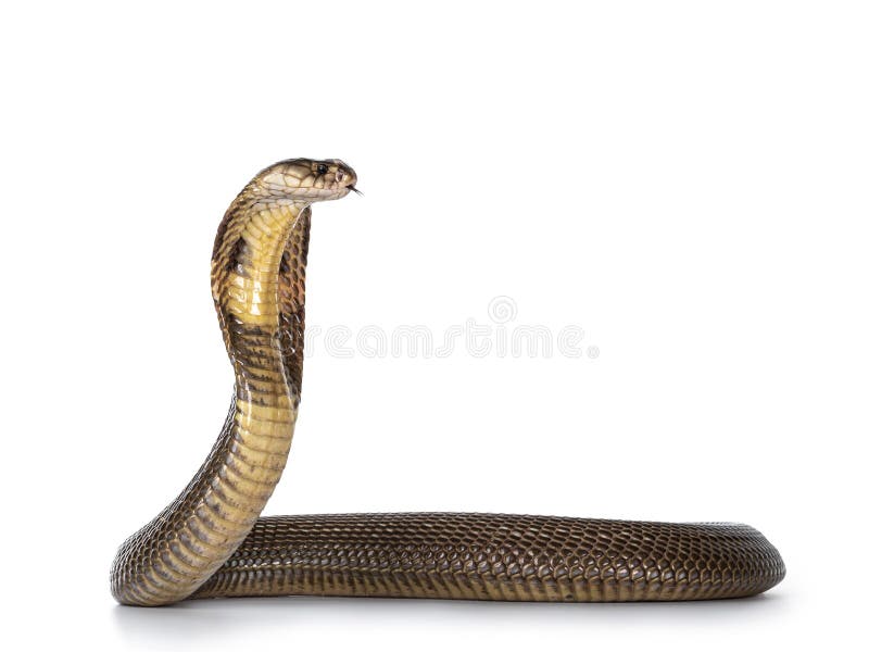 1,630 Cobra Snake White Background Stock Photos - Free & Royalty-Free Stock  Photos from Dreamstime