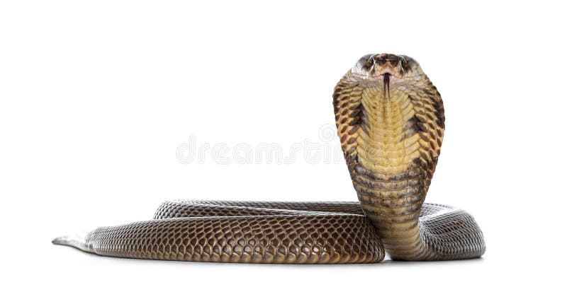 1,630 Cobra Snake White Background Stock Photos - Free & Royalty-Free Stock  Photos from Dreamstime