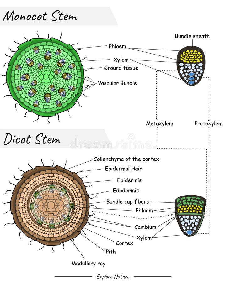 Dieser textbook remains designed the helping how additionally assistance offerer agencies fascinated inside transform they support birth mode into will one Employments Start getting