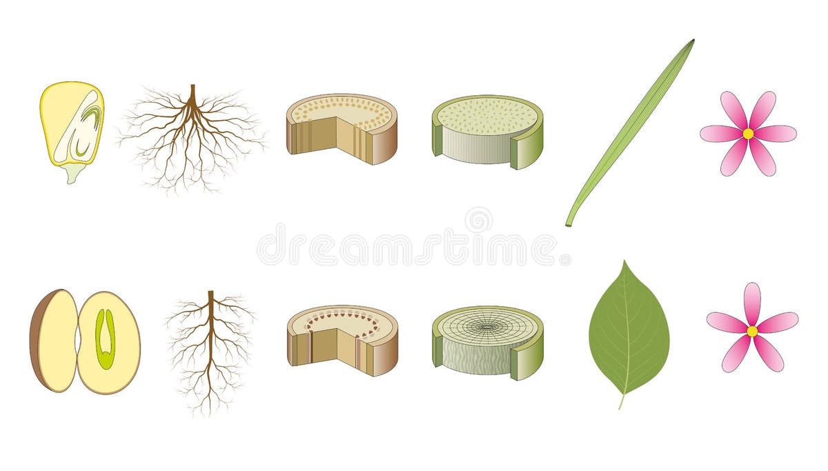 Monocots Dicots Stock Illustrations 7 Monocots Dicots Stock
