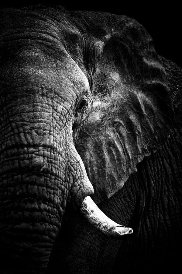 Monocromio del ritratto dell'elefante africano