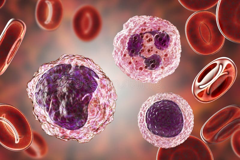 Monocyte, lymphocyte et neutrophile entourés par les globules rouges