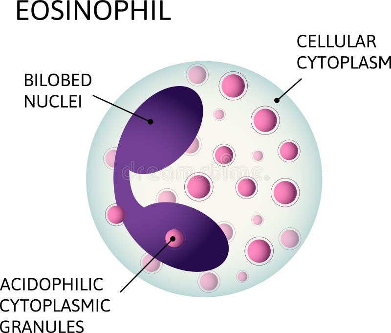 cytoplasm consists of