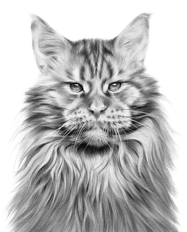 Maine Coon Cat Dusty Drawing by Carolyn Valcourt  Pixels