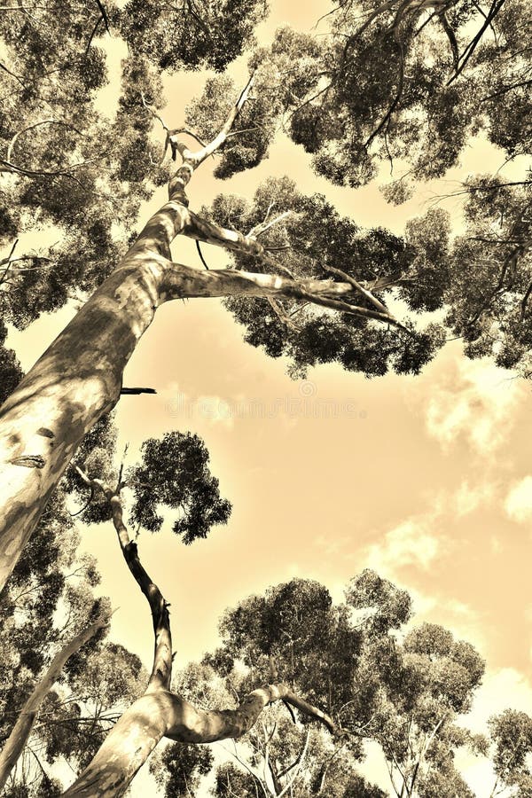 Monokrom eukalyptusträd. Nära stora eucalyptus-trädtoppar i sepia