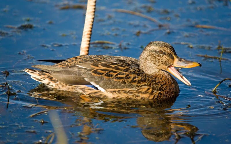 Monologue royalty free stock image