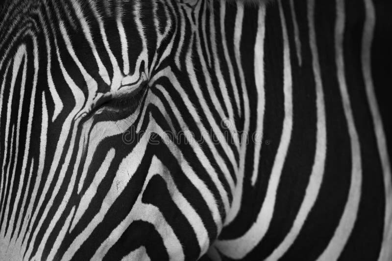 Mononahaufnahme des schließend Auges Grevy-Zebras stockfotos Mononahaufnahme des schließend Auges Grevy-Zebras stockfotos