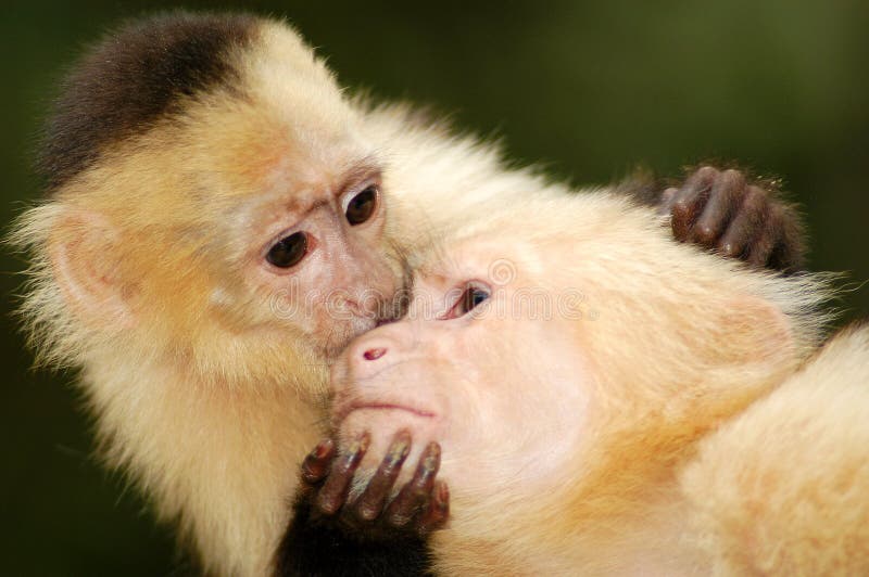 A spider monkey kissing another one lovingly. A spider monkey kissing another one lovingly.