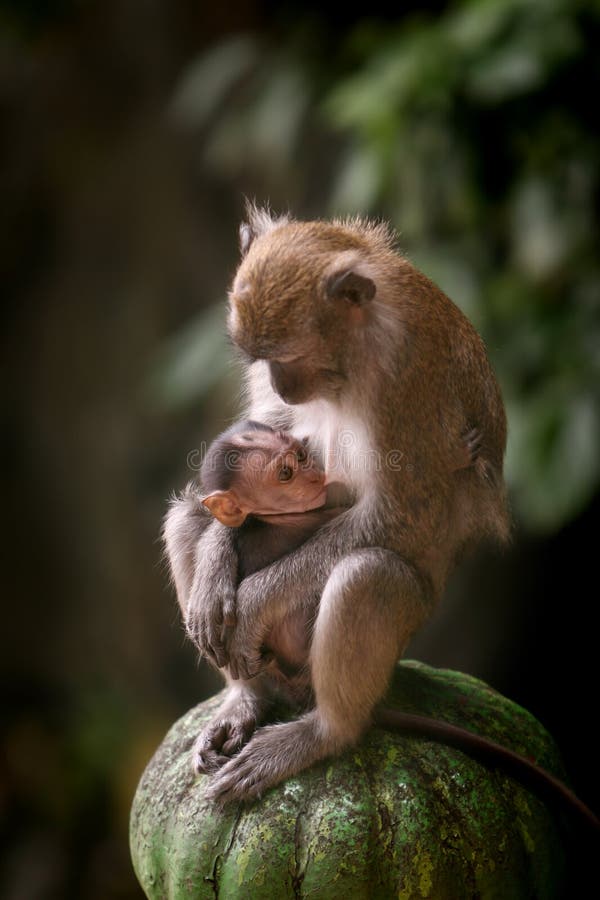 Mother macaque monkey breastfeeding her baby. Mother macaque monkey breastfeeding her baby